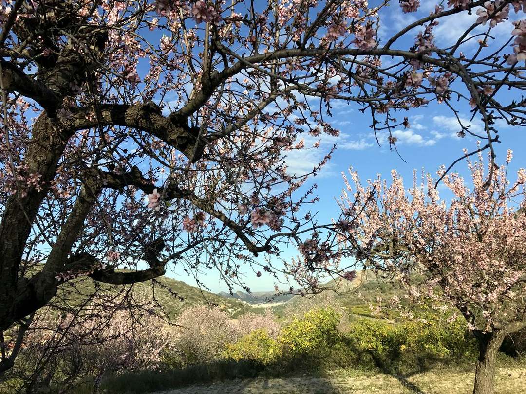 Almond blossom flowering in February with Montgó behind