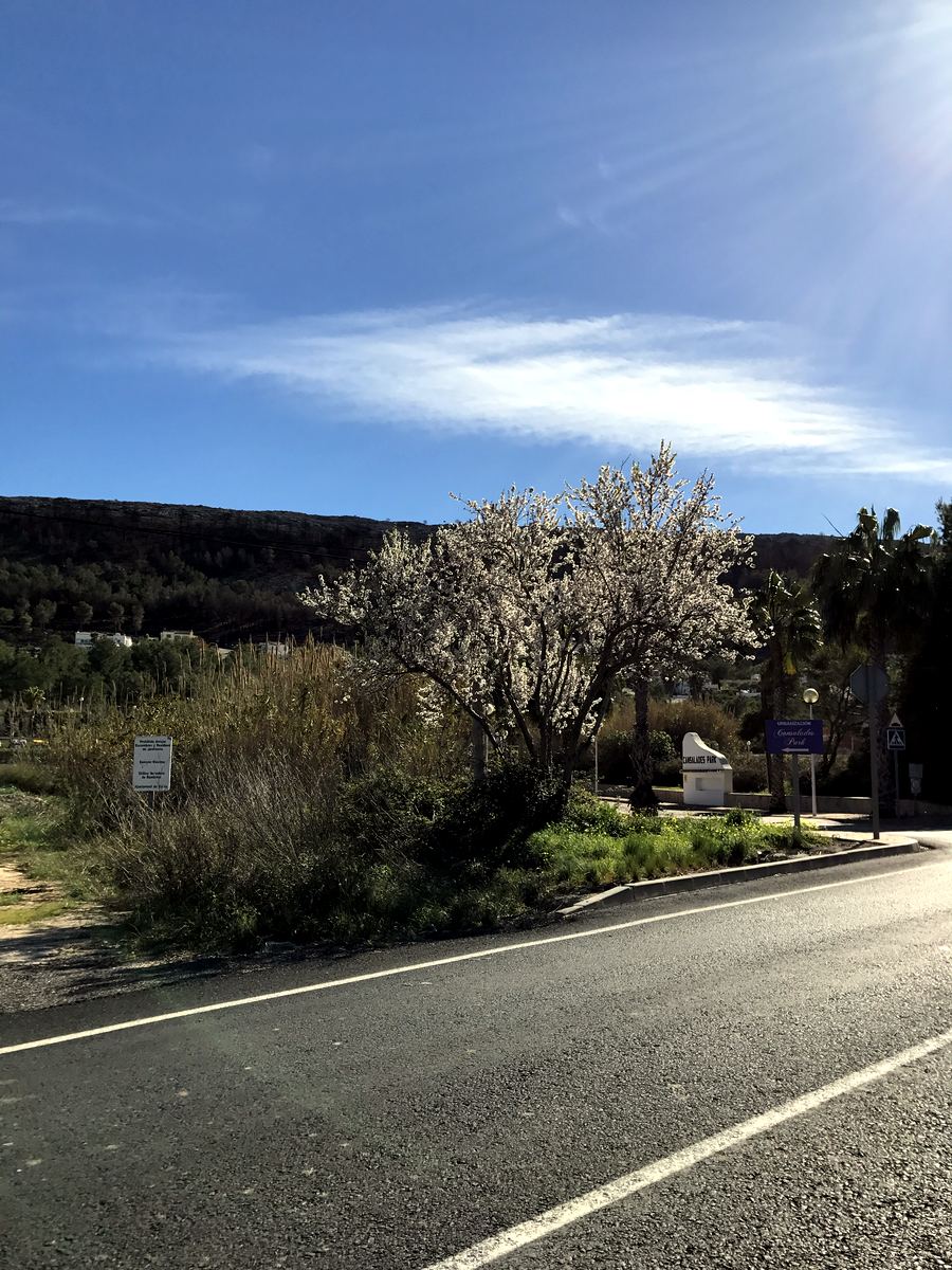 Almond blossom beside the flat, quiet roads of the Jávea plain
