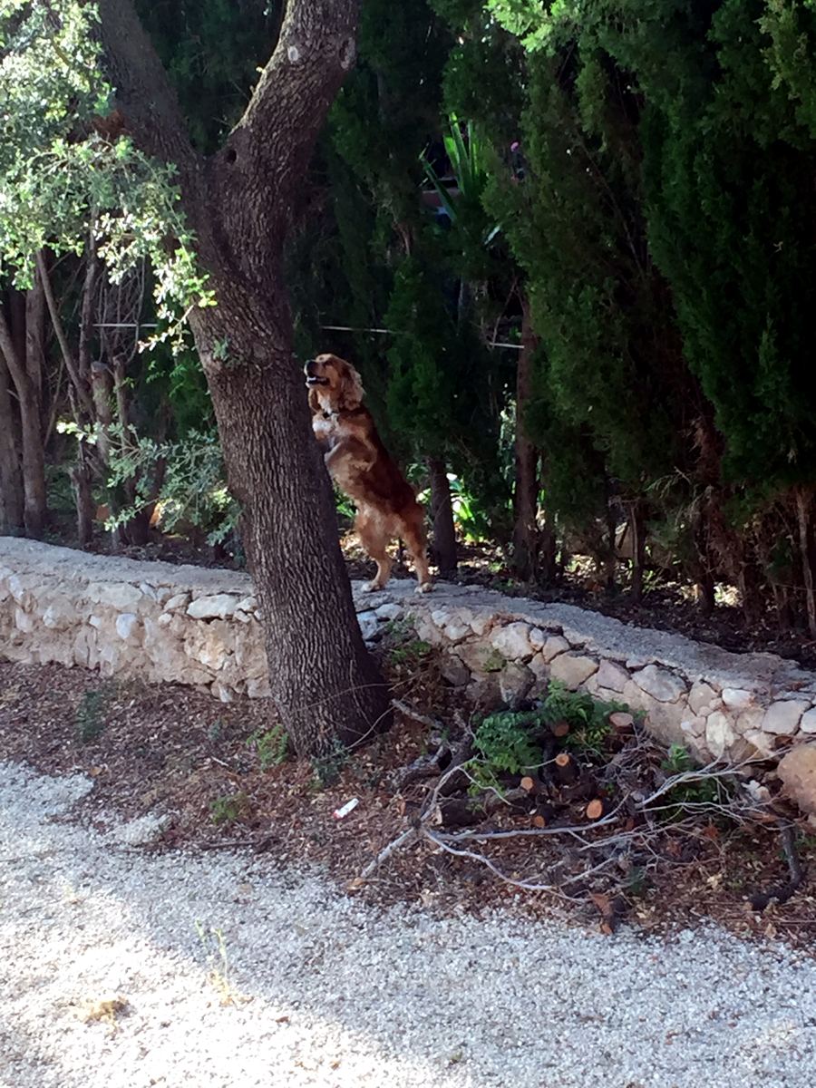 Dog playing by an old stone wall on a pine-shaded country lane in Javea