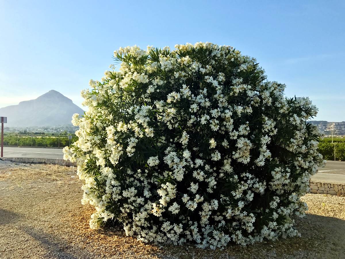 A jasmine bush in full flower with Montgó on the horizon