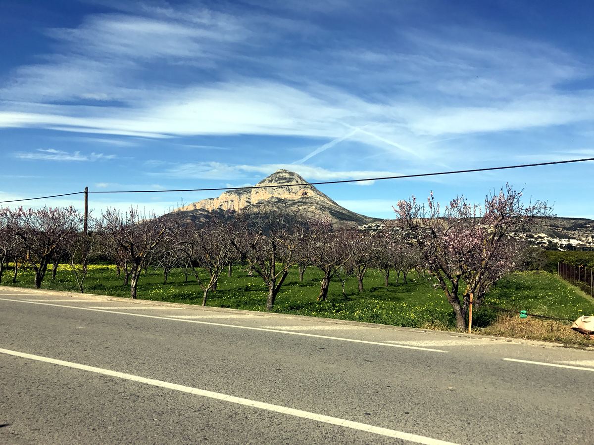 Montgo rising above almond orchards in early-February blossom in the Javea vale