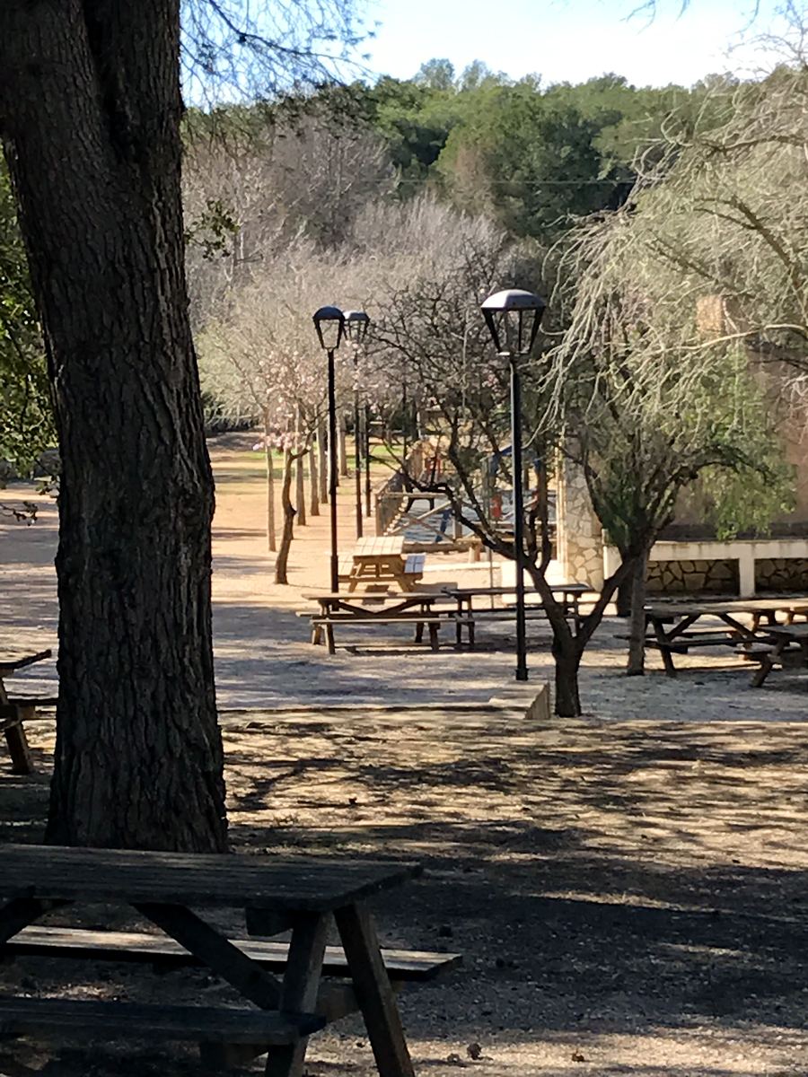 Picnic tables under the pines in a Jávea park in late winter